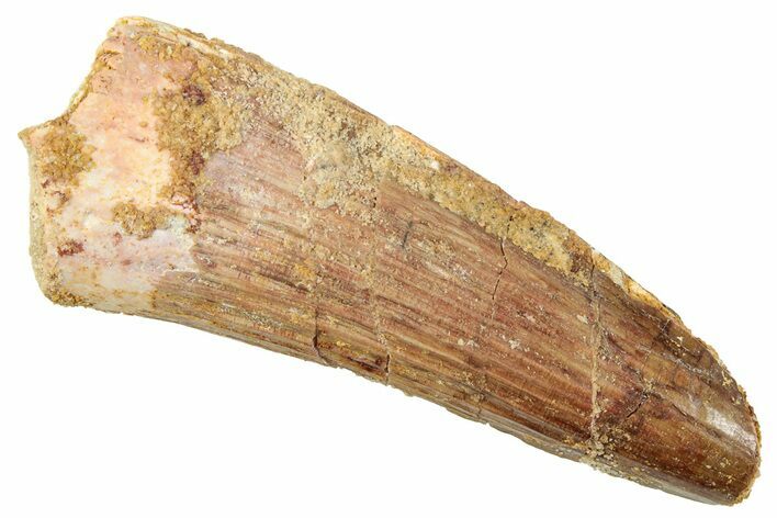 Fossil Spinosaurus Tooth - Real Dinosaur Tooth #239283